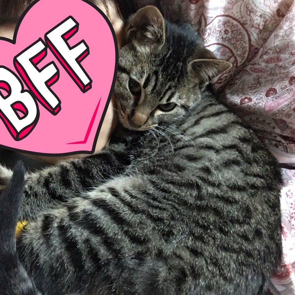 ねこのカバー写真
