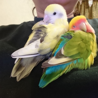 助けてください。