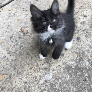 長野県 5匹の子猫が産まれました！第三子