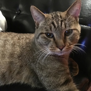 野良とは思えないお利口さん♡