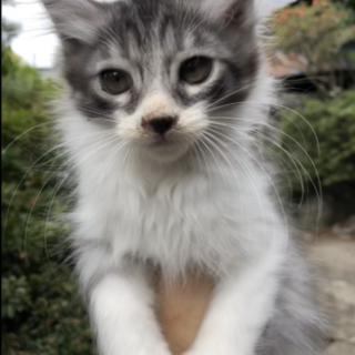 長野県 5匹の子猫が産まれました！第四子