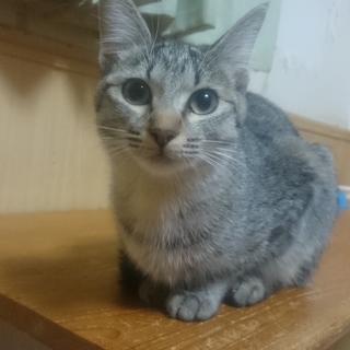 キジトラ☆サザエちゃん