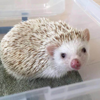 沢山の里親のお問い合わせありがとうございました