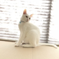 海