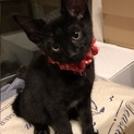 子猫の里親募集中（黒猫）