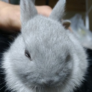 可愛い子ウサギ