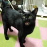 まるで犬！超フレンドリーで人が大好きな黒猫！ サムネイル2