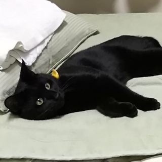 まるで犬！超フレンドリーで人が大好きな黒猫！