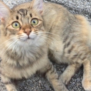 人懐こいキジ猫ちゃん