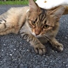人懐こいキジ猫ちゃん サムネイル2