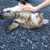 人懐こいキジ猫ちゃん サムネイル3