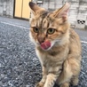 人懐こいキジ猫ちゃん サムネイル5