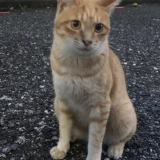 キレイな茶トラ猫ちゃん