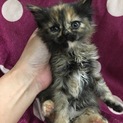 ふわふわサビちゃん♪