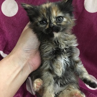 ふわふわサビちゃん♪