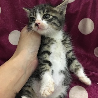 キジしろちゃん♪