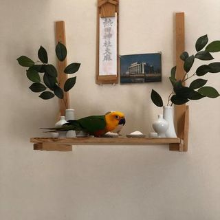 ナナイロメキシコインコの雄1歳2ヶ月です。