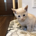 可愛い子猫☆保護猫☆ミルクティー色