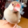 ニコ
