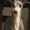 おとなしいイタグレ