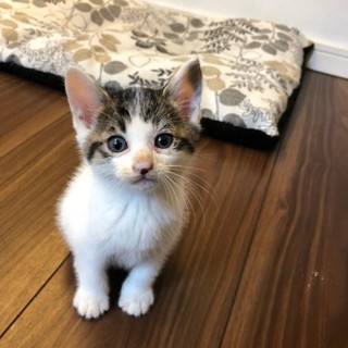 可愛い子猫☆保護猫☆キジトラ＆白