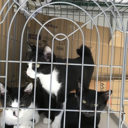 10月27日(土)に愛知県豊川市で譲渡会！