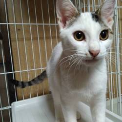 10月27日(土)に愛知県豊川市で譲渡会！ サムネイル2