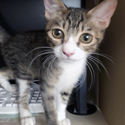 10/28（日）　さいたま市「保護ねこ譲渡会」13時～（新都心東広場　コクーン側）開催 サムネイル2