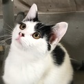 とってもフレンドリーな美猫ちゃんです