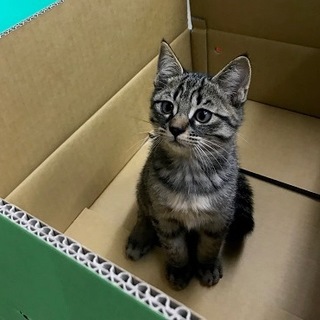 ロビン　　　8/15生まれの男の子
