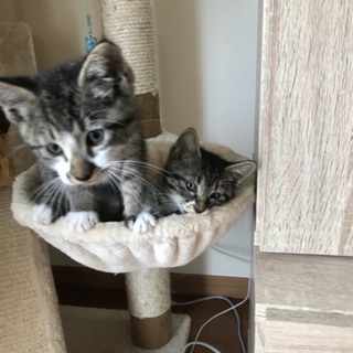 子猫の里親募集