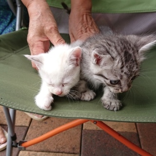 子猫の里親さん探しています‼️