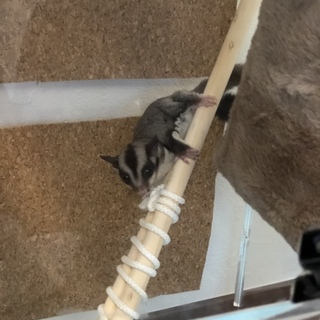 フクロモモンガベビーの女の子です！