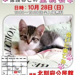 ねこのお見合い会