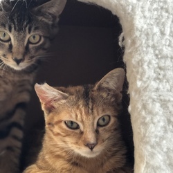 ねこのお見合い会 サムネイル2