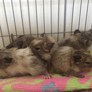 9月4日生まれ 元気なデグーベビーです