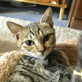 住宅街に捨てられたキジ子猫