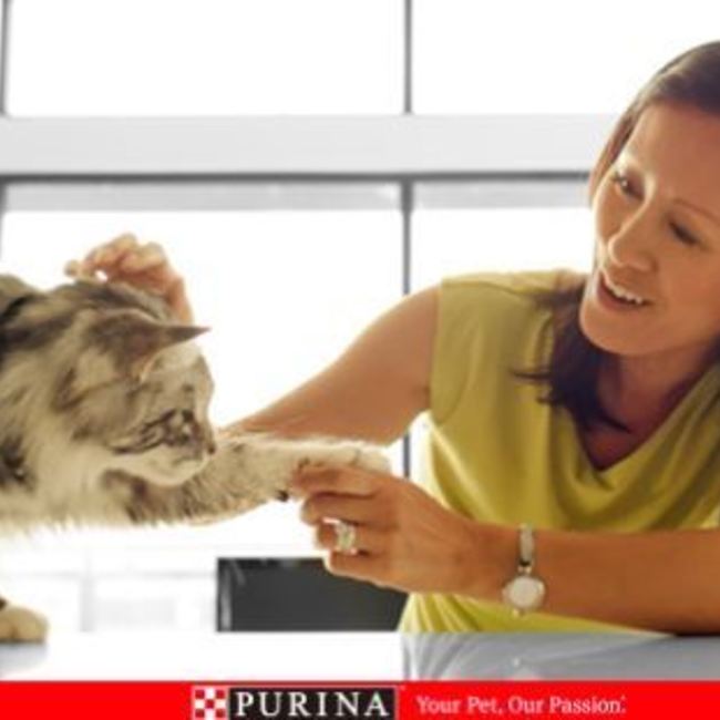 ネスレ日本株式会社　ネスレ ピュリナ ペットケアのカバー写真