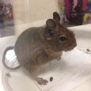 保護デグーの里親様募集です！