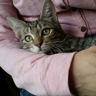 里親決定❤️キジくん❤️もらってください