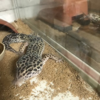 レオパの里親募集です