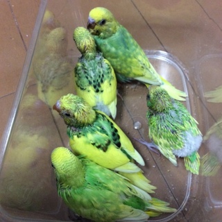 全員里親さま決まりました