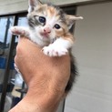 子猫ちゃんの里親さんを募集しております☆