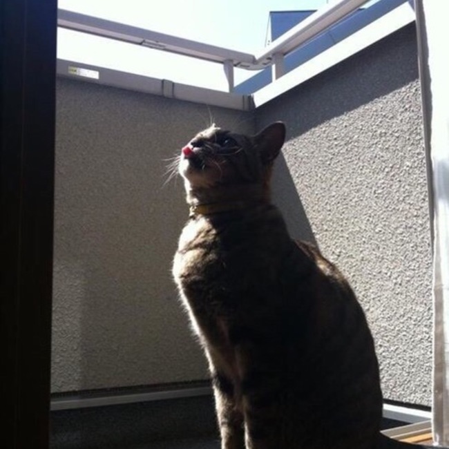 ちぇぴ。のカバー写真