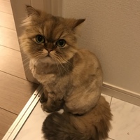おちゃわん