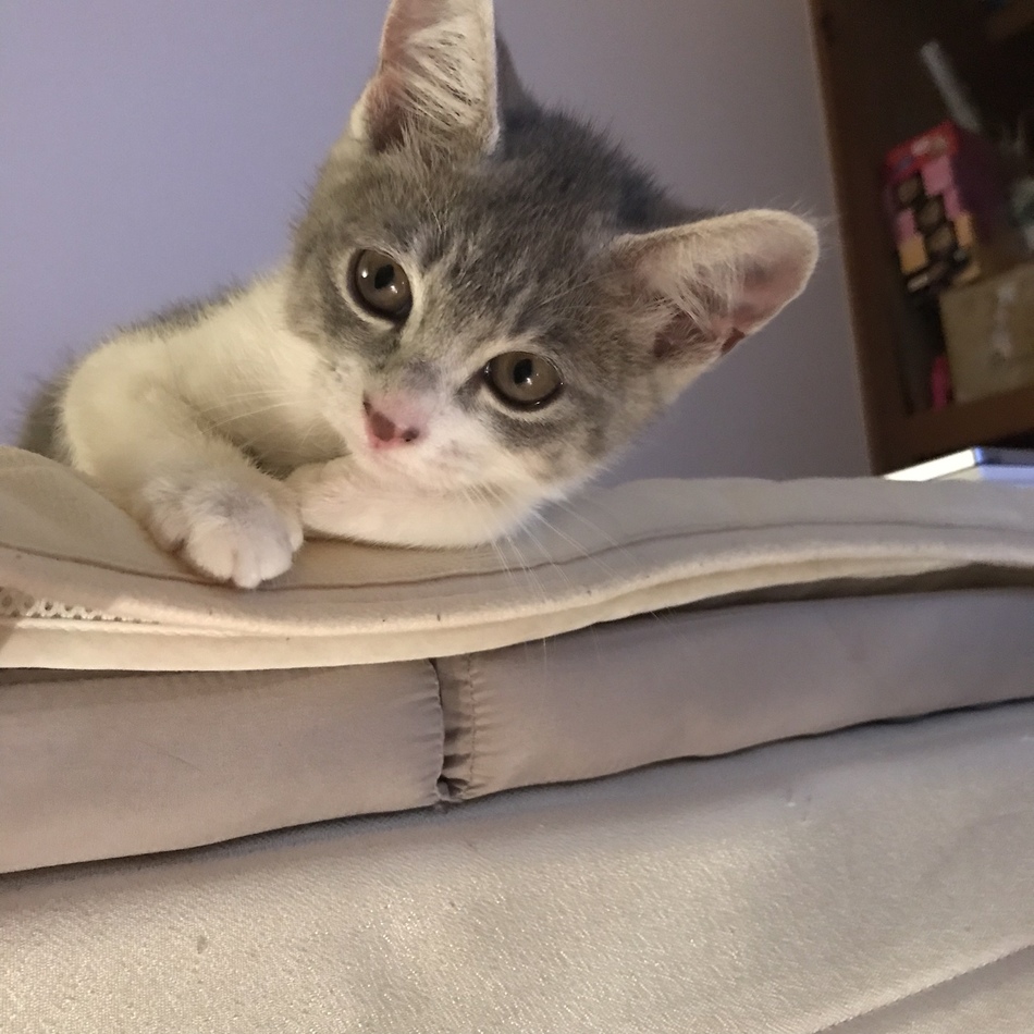 チーマのカバー写真