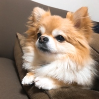 ぽこ