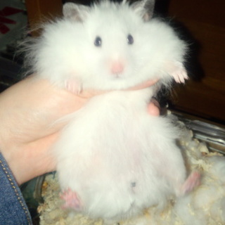 白くてふわふわ