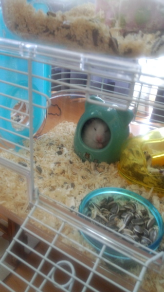 白くてふわふわ サムネイル2