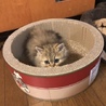 ルイ
